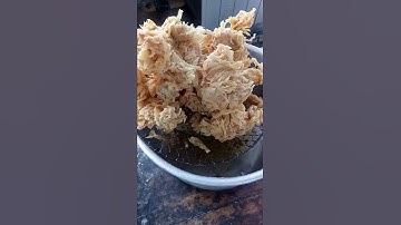 Thumbnail of renyah gurih tahan lama kfc super kribo