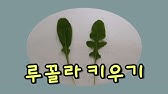 베란다에서 로메인상추 키우기 / 스티로폼화분 / 로메인 상추 파종 후 30일 - Youtube