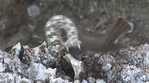 Iranian spider-tailed viper tricks bird