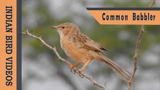 The Common Babbler (Argya caudata)