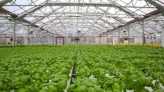 Gotham Greens Rooftop Farming | Built in Brooklyn