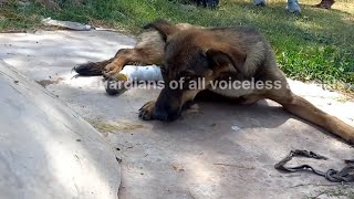 The poor dog was discovered with a se.vere wo.und on his hind leg by Angels And Animals 507 views 12 days ago 3 minutes, 49 seconds