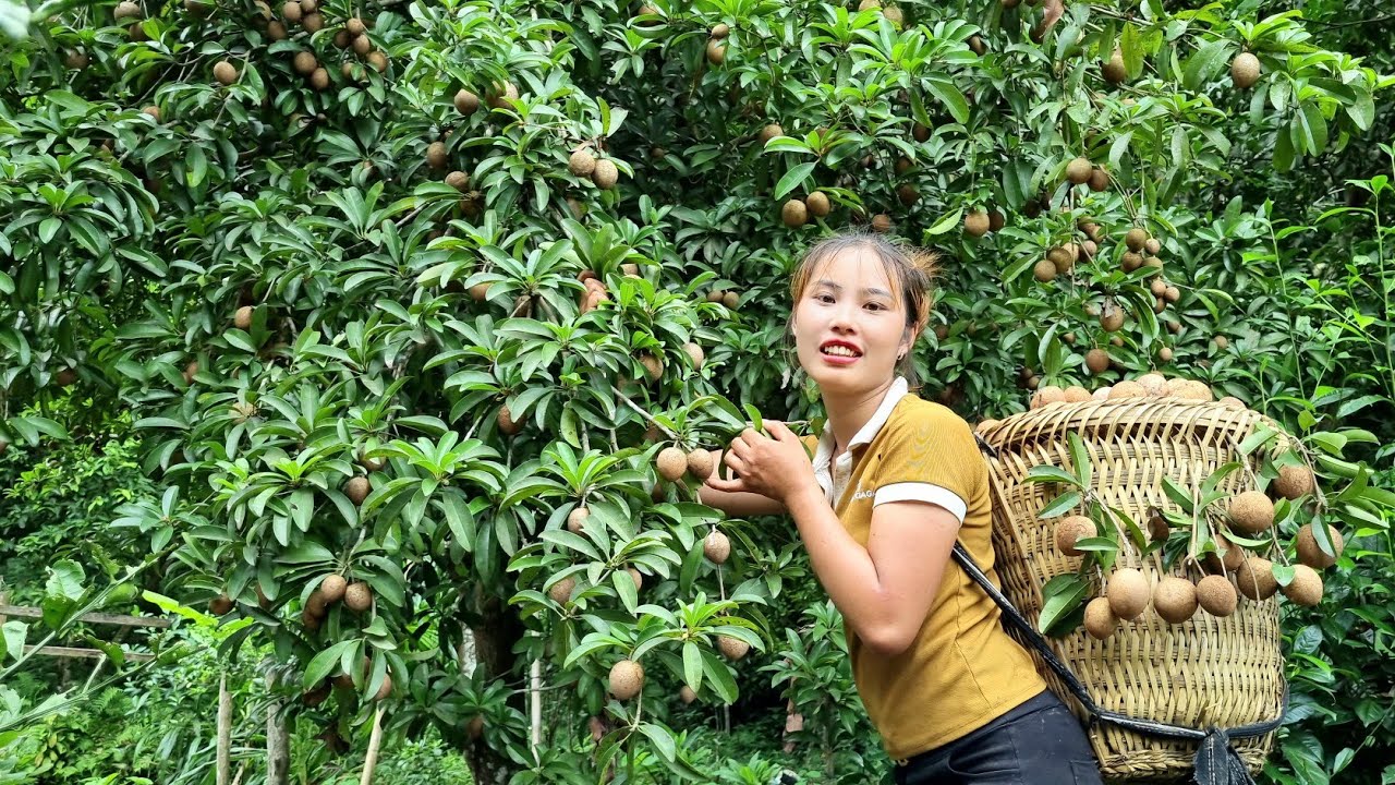 Chuc Thi Duong Harvest, sapodilla fruit brought to the market to sell ...