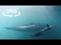 Dolphin dive vr  360 wild dolphin experience wales