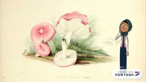 Mechanism of Trichoderma sp. in EPOFB