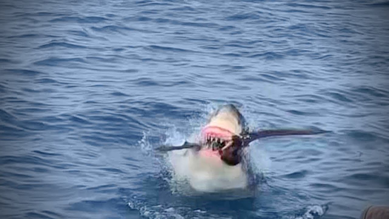 Белая акула против морской птицы