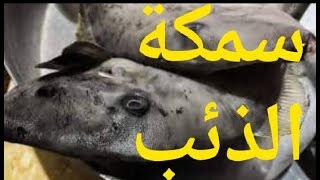 طريقة صيد وتنظيف سمكة البلاط ( الخنزيرة ، الذئب )