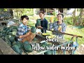 I bet you love these sweet yellow water melon | Fresh Yellow water melon eating in my village