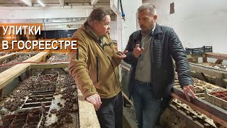 картинка: Улиточная ферма Сергея Балаева. Маточник улиток. Субсидии на улиток