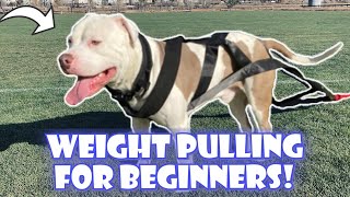 How to train your pit bull to weight pull for MUSCLE GAINS!