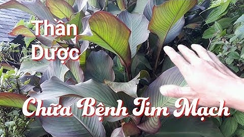 DONG RIỀNG ĐỎ CHỮA BỆNH TIM MẠCH | CUỘC SỐNG VÙNG CAO