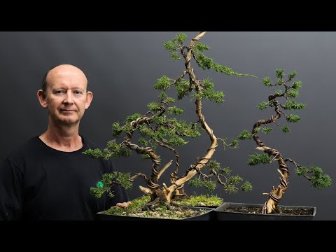 Important Juniper Bonsai Styling Techniques: Pruning, Deadwood Creation, Wiring and Styling.