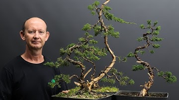 Important Juniper Bonsai Styling Techniques: Pruning, Deadwood Creation, Wiring and Styling.