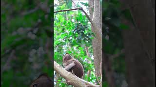 5 Monkey Mistakes That Will Cost You $1m Over The Next 10 Years