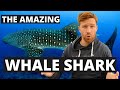 LEARN ALL ABOUT THE WHALE SHARK - The biggest shark and fish in the ocean!