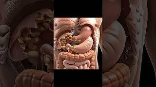 What Happens When You Eat Pizza 🍕 | Inside the Body