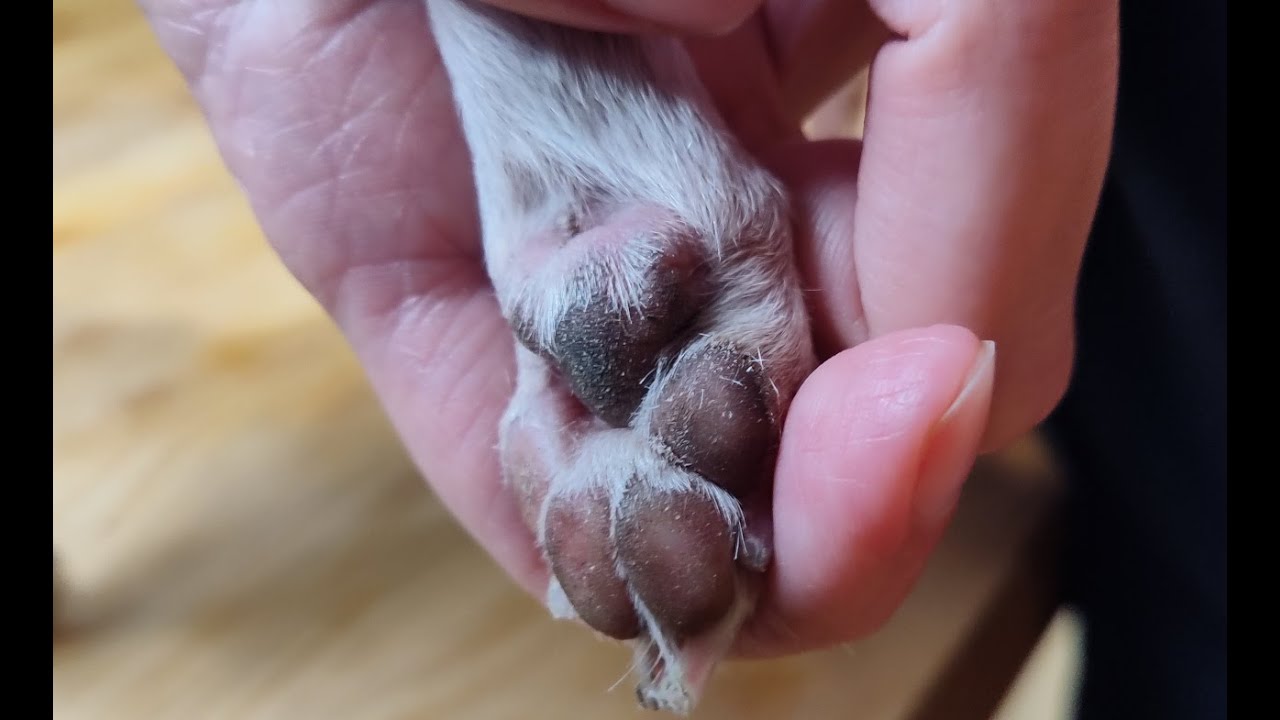 How To Shave Paw Pad Hair YouTube