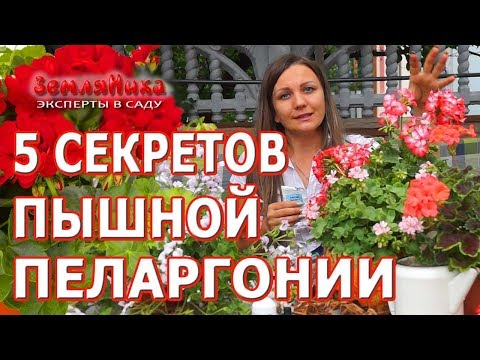 Vídeo: Pelargonium
