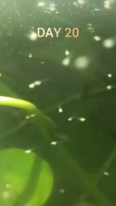 GOURAMI FISH GROWTH DAY 20 TO DAY 12O #fish #aquarium #gourami #trending #shorts