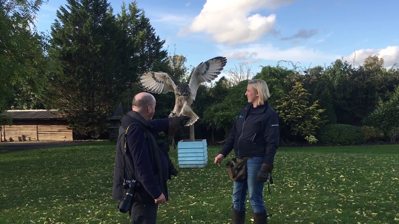 Flying an Indian Eagle Owl at Feathers and Fur Falconry Centre 