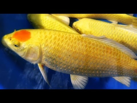 Video: Ranch Goldfish: Aufzucht des Amazing Fancy Goldfish