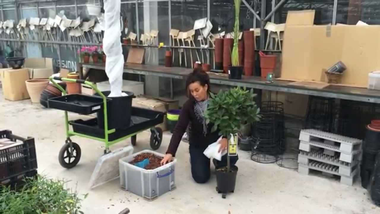 How to cover your Plants for Winter YouTube
