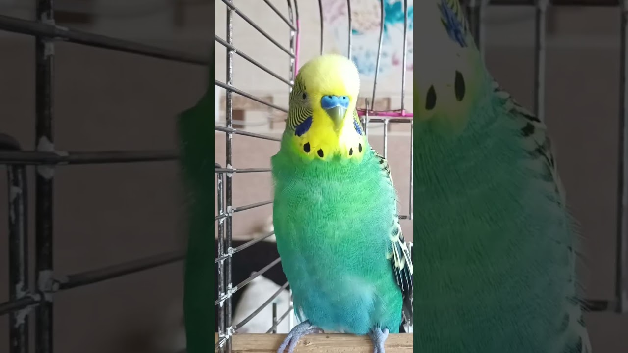 #birds #talkingparot #talkingparot #budgies #blackfacebudgie #muhabbetkuşu #parrot #lovebirds