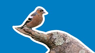 A Walk With The Chaffinches My Nature Connection