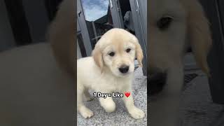 How long? 🥺❤️ #goldenretriever #dogshorts #shorts #pets #puppy #bestie #dog #dogs #doglove