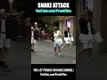 Snake attack prank shorts
