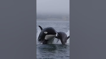 Nobody escapes an Orca!
