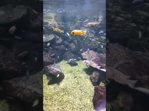 Videó: A halak felfelé vagy lefelé úsznak?