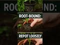 Why Root Bound Plants Stop Growing – Easy Fix Inside! 🪴🧩 #GardeningTips #AshuCreations414 #Shorts
