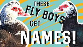 How To Clip Muscovy Ducks Flight Feathers | 🦆🦆 Drakes Names Reveal!