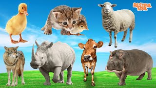 World's Cutest Animals: Duck, Cat, Chicken, Wolf, Rhino, Cow, Hippo.