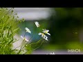 "Blossoms in the Wind: Japanese Piano & Swaying Flowers"