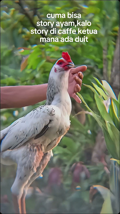 jangan cuma ganteng ya #shortvideo#ayam #foryou #fypシ゚viral #fyp #viralvideo  #ayampamangon #viral
