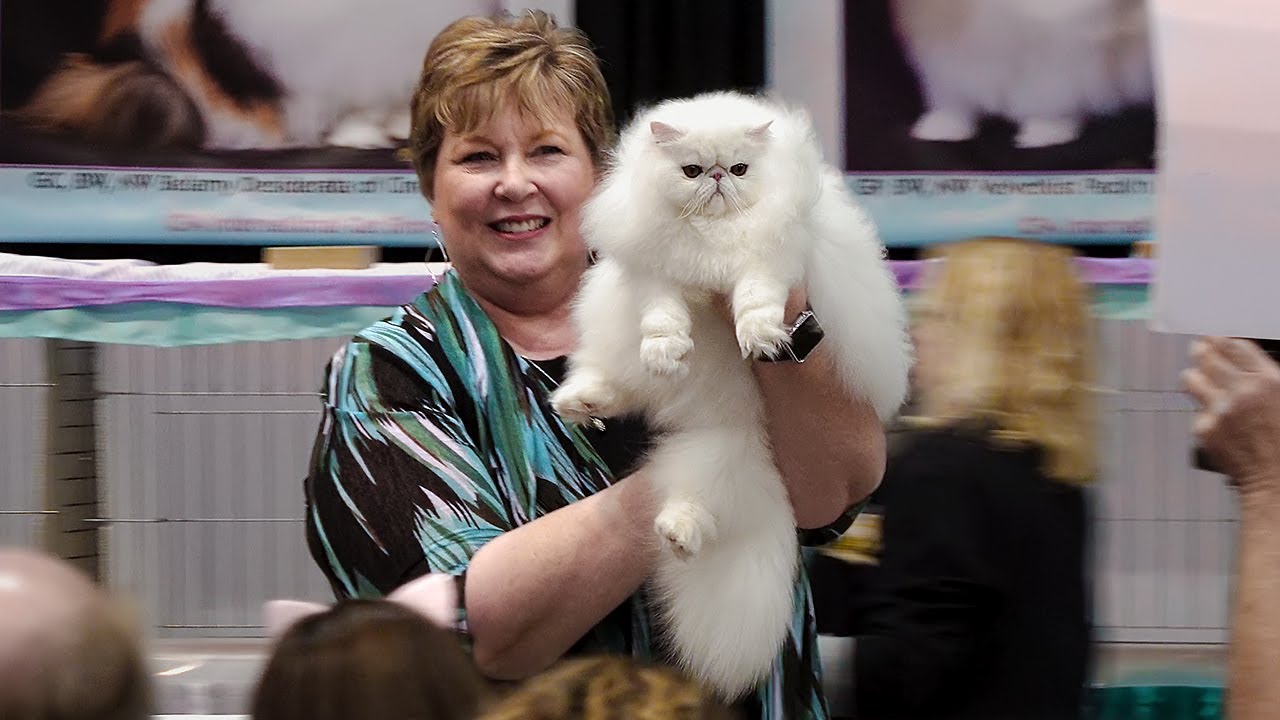 CFA International Cat Show 2019 Best of the Best YouTube