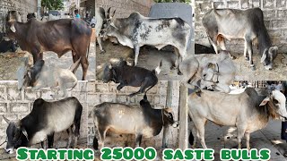 colourfull bulls available in moinbagh Hyderabad {multiple colourfull bulls  collection available }