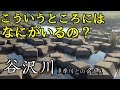 【二子玉川】兵庫島公園から谷沢川 小物釣り【多摩川】