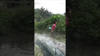 Gadis 🇻🇳vietnam dan sturgeon monster terjebak diair dangkal #fishing #mancing #sturgeon