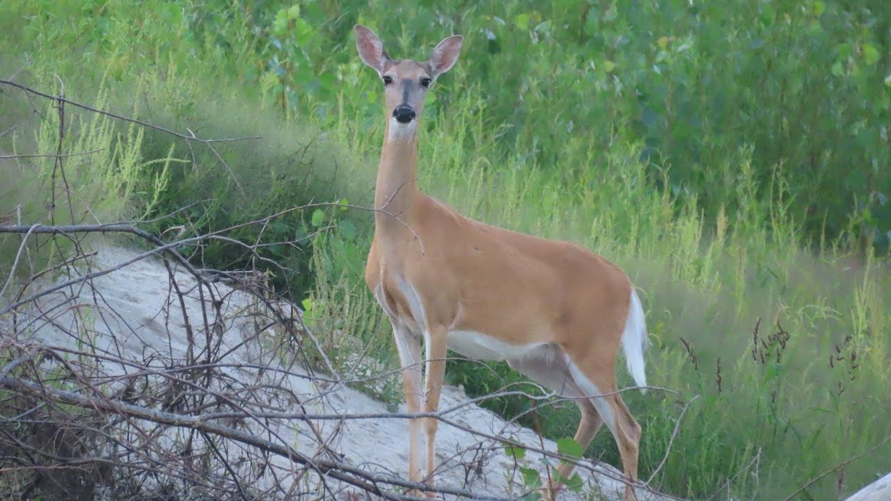 Canoe the Minnesota River Near Minneopa State Park