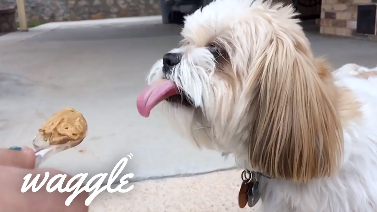 persami smp Dogs vs Peanut Butter | Funny Dog Videos