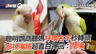 鸚鵡聽媽叫名秒轉頭　露鄙視臉回閉嘴鳥寵物鸚鵡說話精選影片