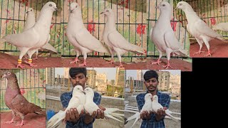 Ache Ude Huwe Kabootar Khalid Bhai Ke Bedag Full White, Tare Wale Sambhal Wale, Kaldume Kabootar.