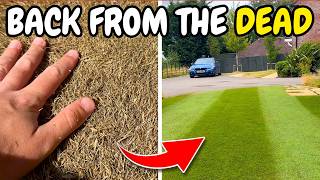 How I Brought My BURNT Lawn Back to Life