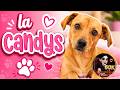 la CANDYS🐩🐩🐩