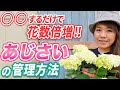 【誰でも簡単！】毎年咲かせよう♪あじさいアナベルの育て方を知って楽しもう♪【初心者向け】【ガーデニング】【園芸チャンネル】