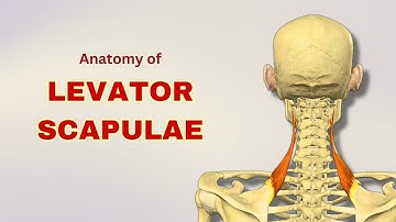 Levator Scapulae Muscle Anatomy | Extrinsic Back Muscle | Doctor Speaks