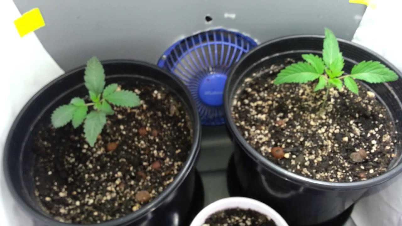 White Cookies & crown royal seedling update
